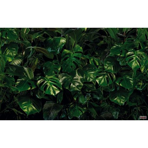 Komar Pure Tropical Wall