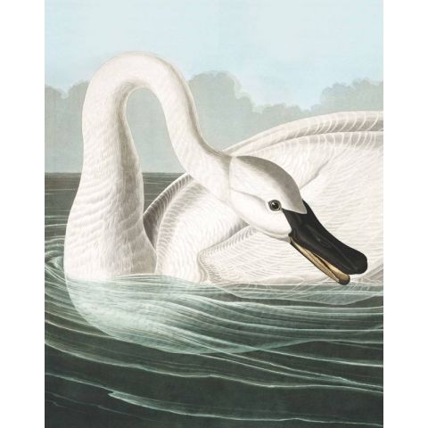 KEK Amsterdam Flora & Fauna Trumpeter Swan PA-001